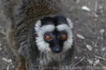 White-fronted lemur