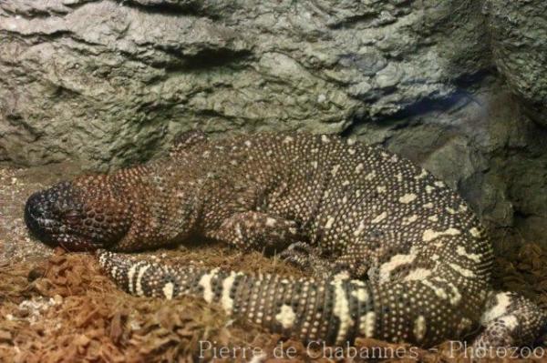 Rio Fuerte beaded lizard