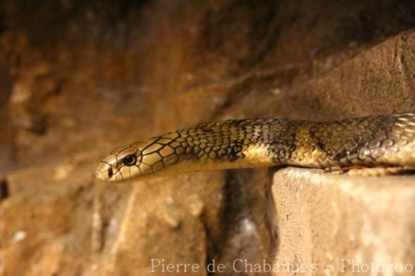 King cobra