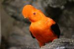 Andean cock-of-the-rock