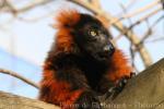 Red ruffed lemur