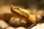 Nose-horned viper