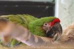 Great green macaw