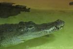 Nile crocodile