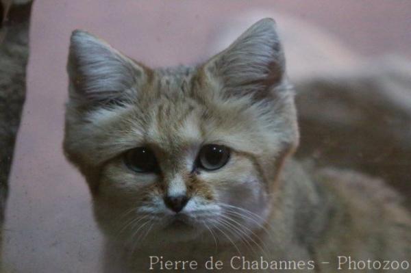 Sand cat