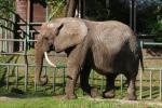 African elephant