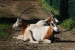 Scimitar-horned oryx