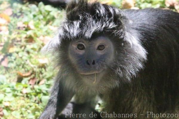 Eastern javan langur