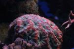 Lord Howe's starry cup coral