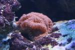 Big polyps blastomussa coral