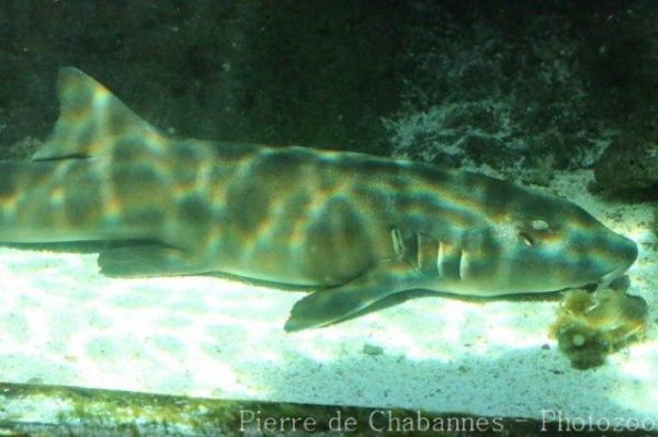 Brownbanded bambooshark