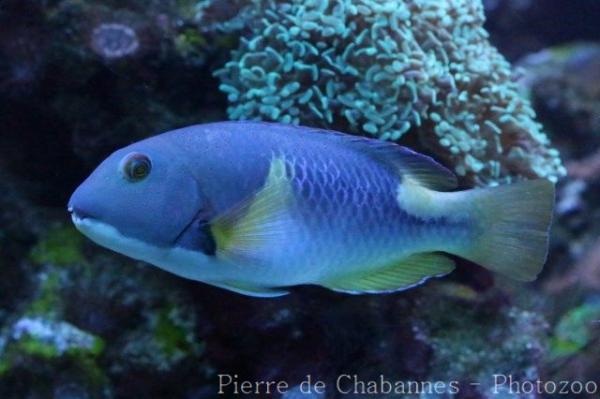 Orange-dotted tuskfish