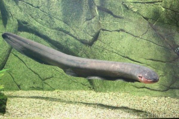 Electric eel