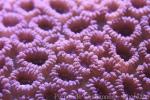 Lizard's head coral