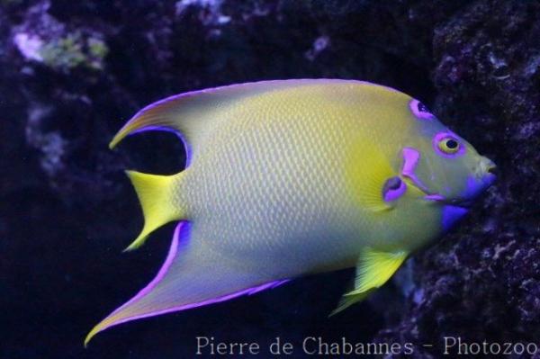 Queen angelfish