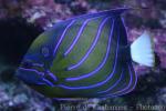 Bluering angelfish