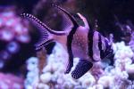 Banggai cardinalfish