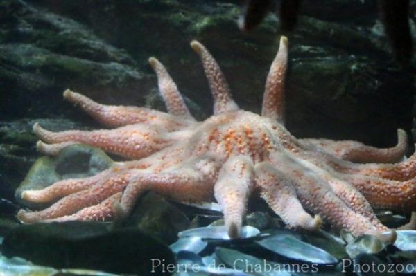 Sunflower seastar