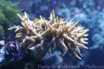 Needle coral