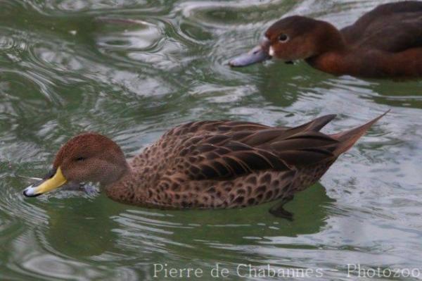 Yellow-billed pintail