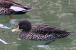 Yellow-billed duck