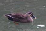 Chinese spot-billed duck