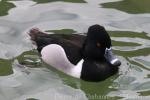 Ring-necked duck