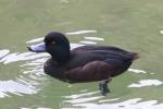 New Zealand scaup