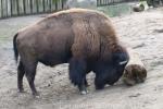 Plains bison