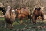 Bactrian camel