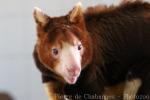 Huon tree kangaroo