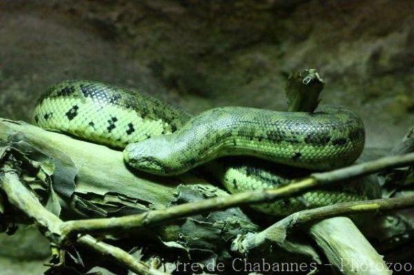 Tartar sand boa