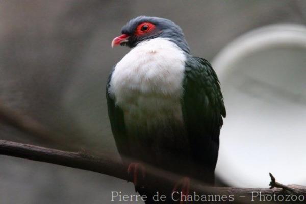 Papuan mountain-pigeon