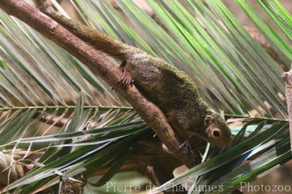 Red-legged sun squirrel