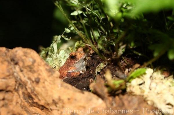 Bony-headed toad