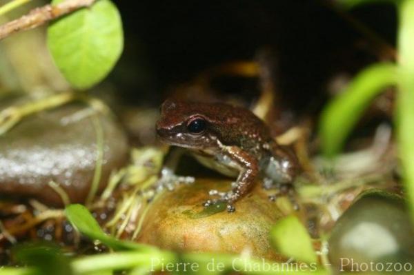 Bloody Bay poison frog