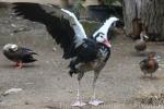 Spur-winged goose