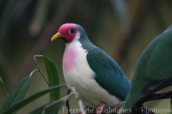 Jambu fruit-dove