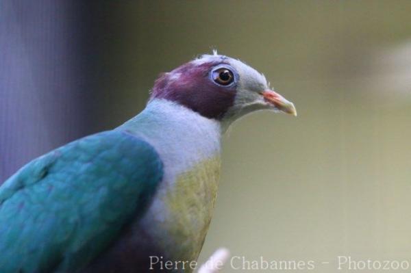 Yellow-breasted Fruit-dove