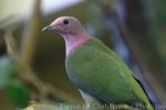 Pink-headed fruit-dove