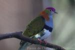 Superb fruit-dove