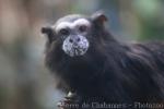 Weddell's saddleback tamarin