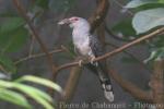 Channel-billed cuckoo