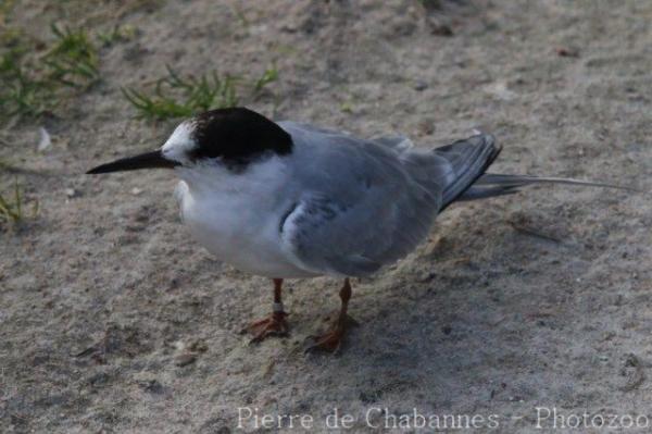 Common tern