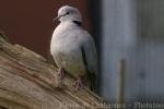 Ring-necked dove