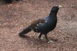 Western capercaillie