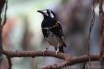 Chestnut-backed thrush