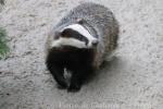 Eurasian badger