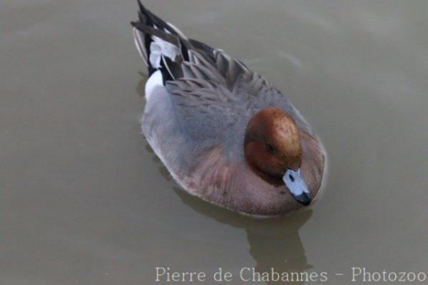 Eurasian wigeon