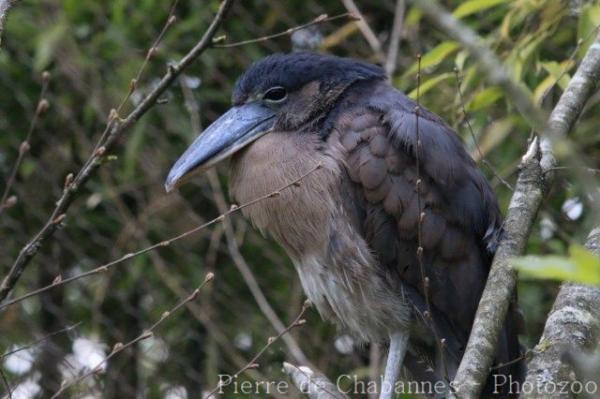 Boat-billed heron